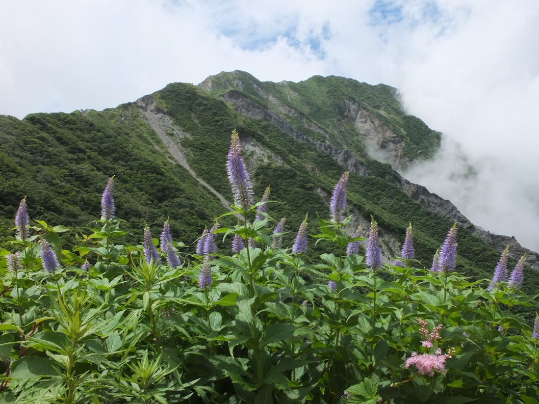 大山ユートピア小屋付近お花畑（2020.8月）