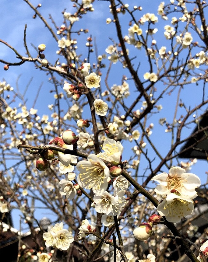 梅の花