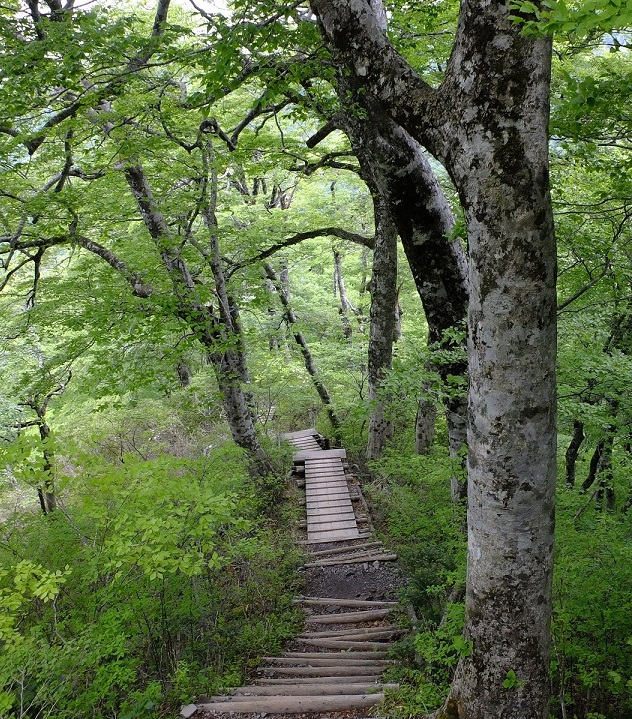 登山道